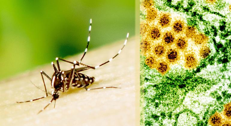Dengue nas Américas: A Crise Sem Precedentes e Suas Causas Ambientais