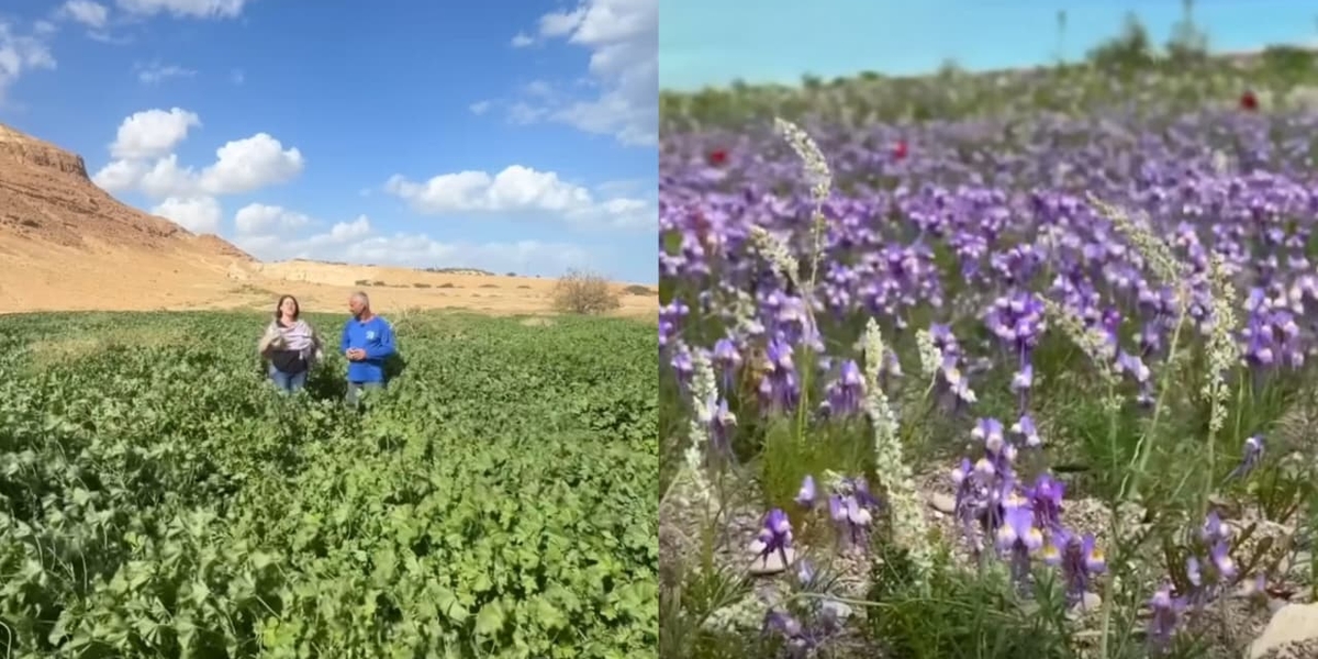 Deserto da Judeia Floresce: Um Sinal das Profecias Bíblicas?