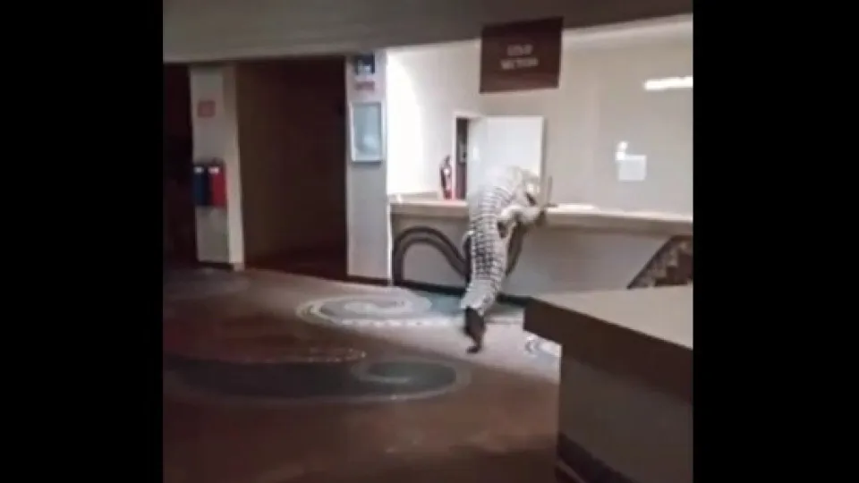 Crocodilo do Nilo Surpreende Hóspedes em Hotel no Zimbábue