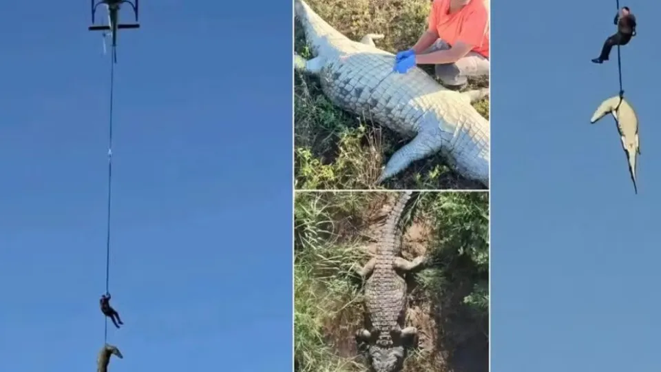 Mistério e Tragédia: Restos Mortais de Empresário Português Encontrados em Crocodilo na África do Sul