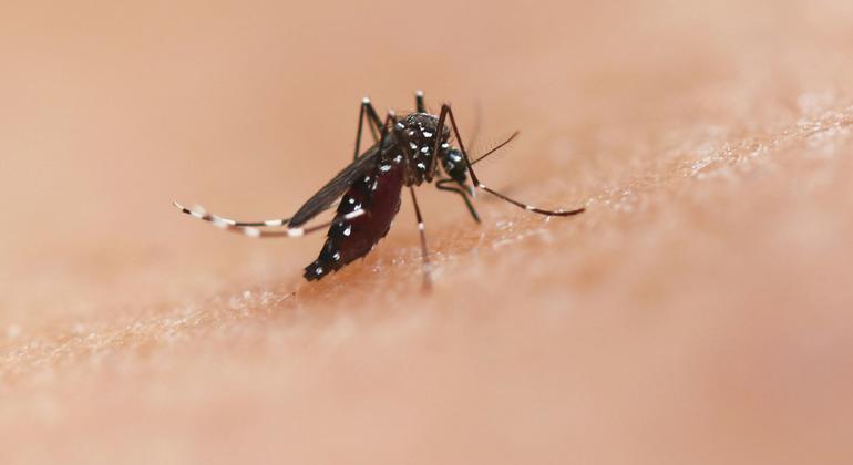 Corrida Contra a Dengue: Ciência e Comunidade se Unem nas Américas