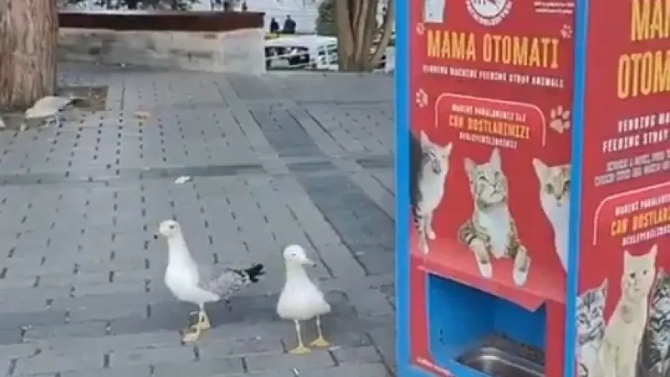 Gaivota Inova: Ave Aprende a Miar para Conquistar Ração de Gato em Istambul