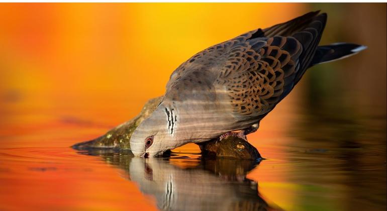 Dia Mundial das Aves Migratórias: A Importância da Ciência Cidadã na Conservação