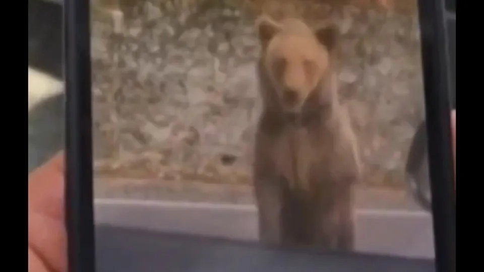 Turista Búlgaro é Atacado por Urso ao Tentar Alimentá-lo na Romênia