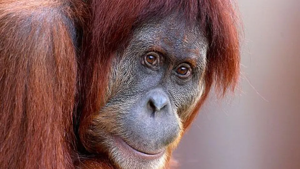 Desastre Natural Causa a Morte de 58 Orangotangos Raros na Indonésia