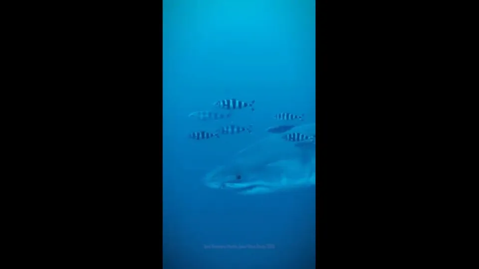 Encontro Raro: Tubarão Branco Filmado pela Primeira Vez no Mediterrâneo