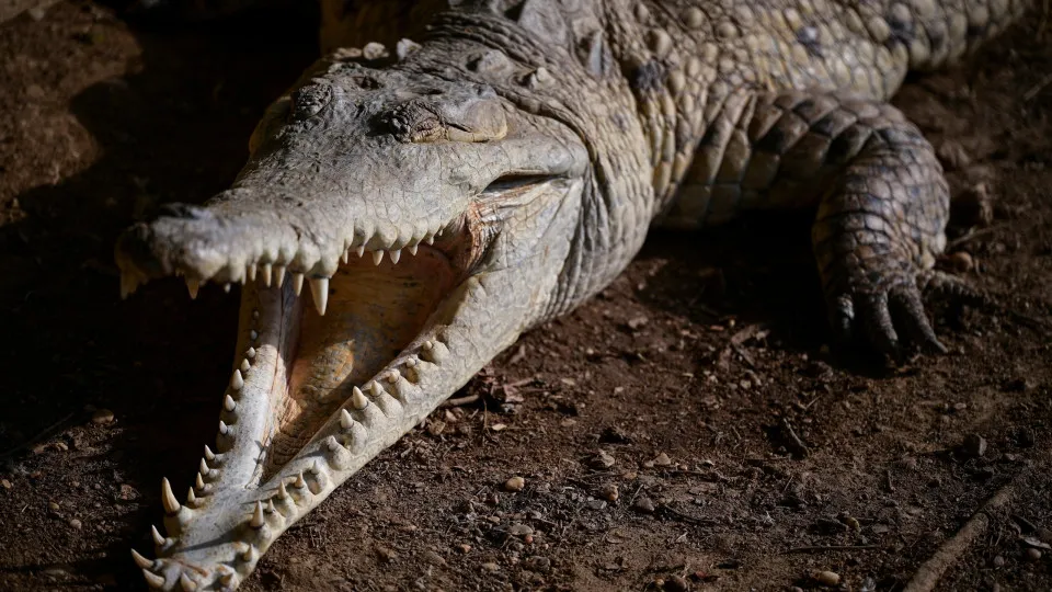 Tragédia em Puerto Vallarta: Homem é Morto por Crocodilo em Praia Mexicana