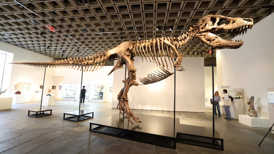 O Impressionante Leilão de Gus: T-Rex Vende-se por R$ 255 Milhões e Faz História