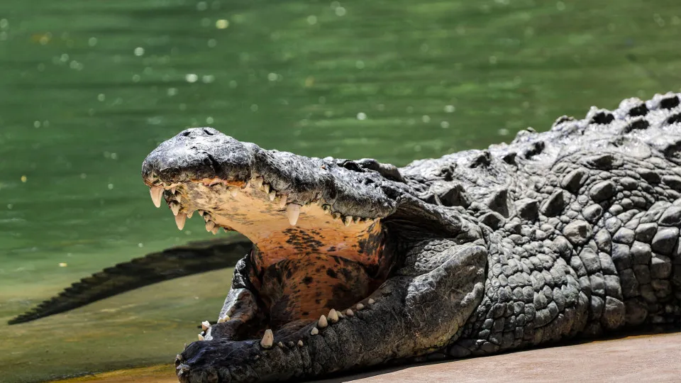Menino de 3 Anos Sobrevive a Ataque de Crocodilos em Zoológico na Inglaterra