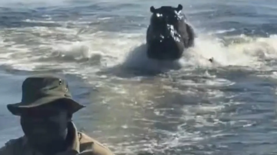 Hipopótamo Persegue Barco de Turistas em Botsuana: Um Aventura Assustadora