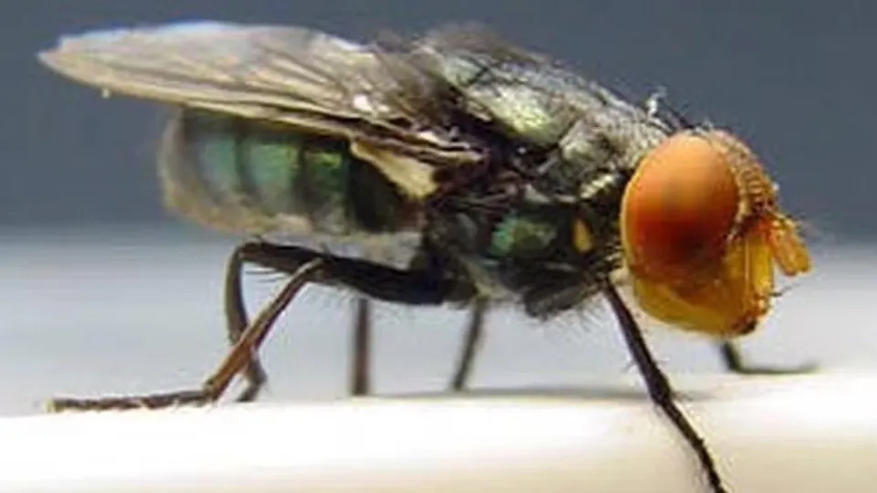 Larva Devastadora: Mais de 500 Pessoas Infectadas por Mosca-Varejeira no México