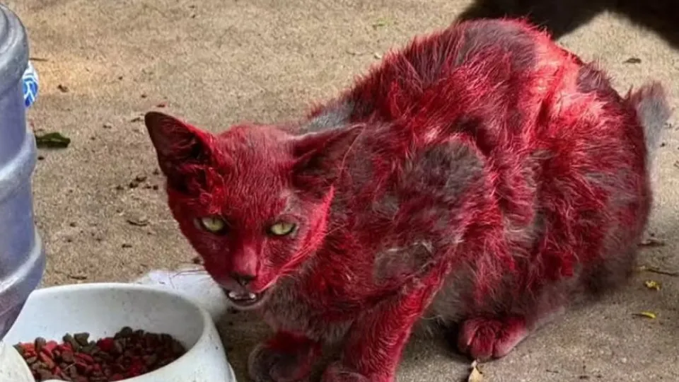 Mistério da 'Gata Vermelha' Mobiliza League City e Levanta Questões sobre Bem-Estar Animal