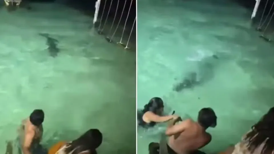 Crocodilo Assusta Turistas em Banho Noturno em Belize: A Importância da Segurança em Áreas Selvagens