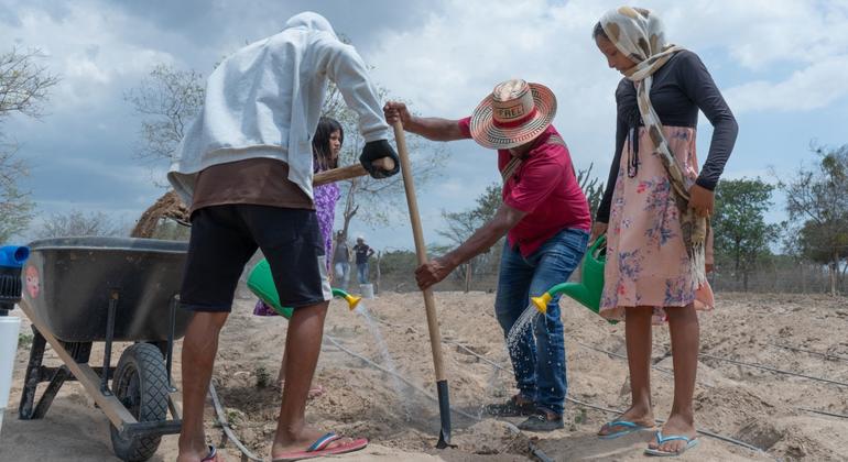 Calor Mortal: Trabalhadores na Colômbia em Risco de Vida, Aponta Relatório da OIT