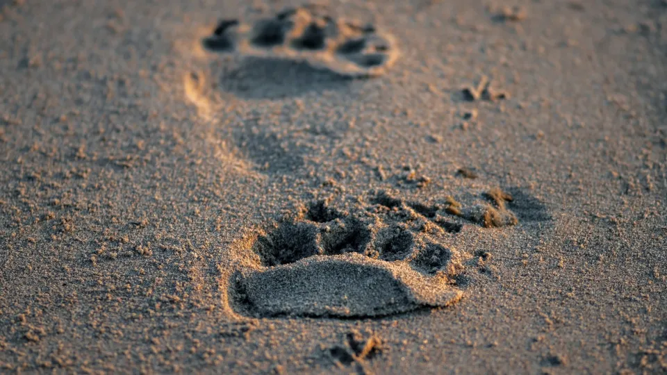 Urso é Flagado Entrando em Carro em Montana: Um Encontro Inusitado na Cidade